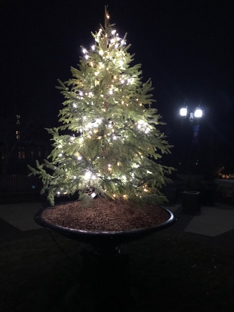 Norfolk Xmas tree 2018 copy